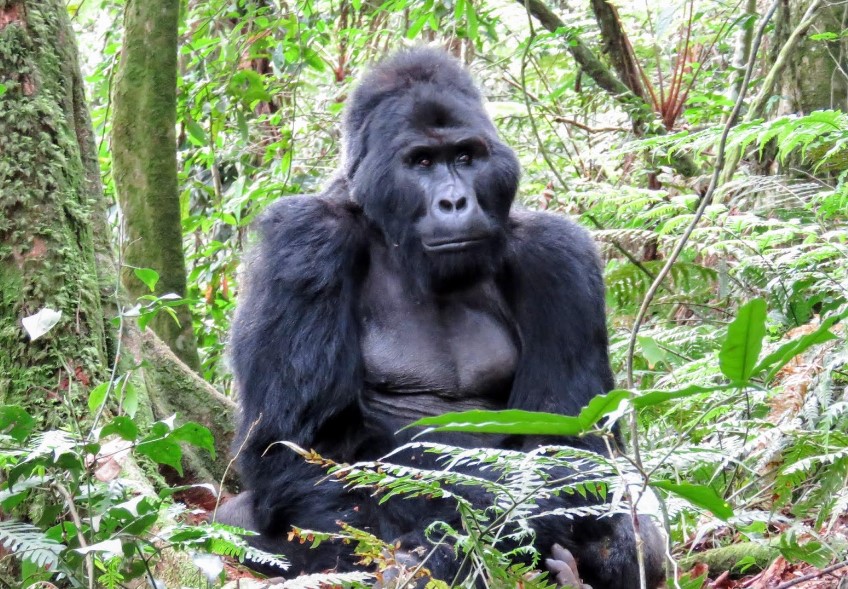 The Majestic Life of Mountain Gorillas in Uganda