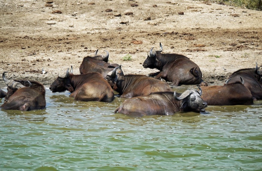 The Life of Buffaloes in Uganda
