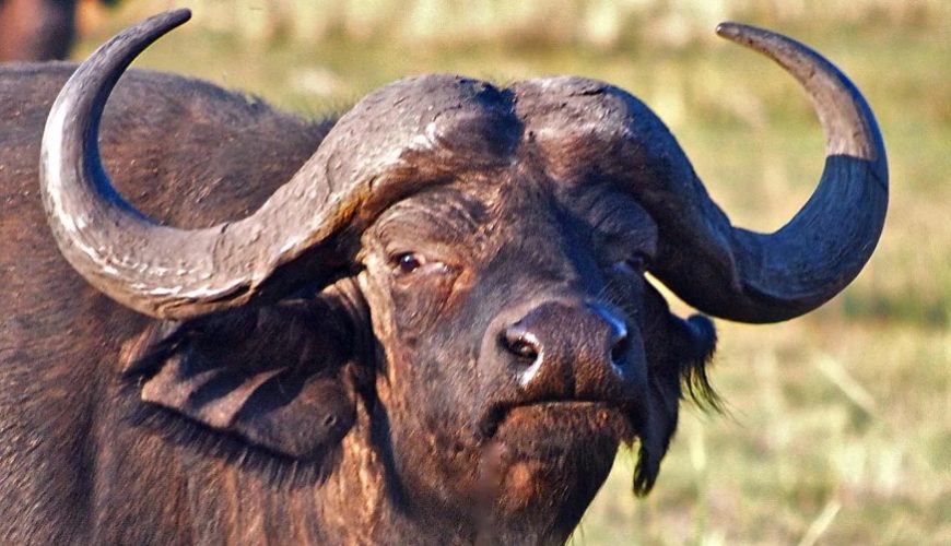 The Life of Buffaloes in Uganda