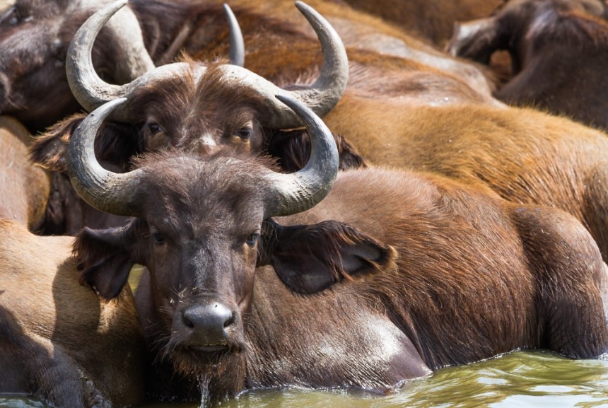 The Life of Buffaloes in Uganda