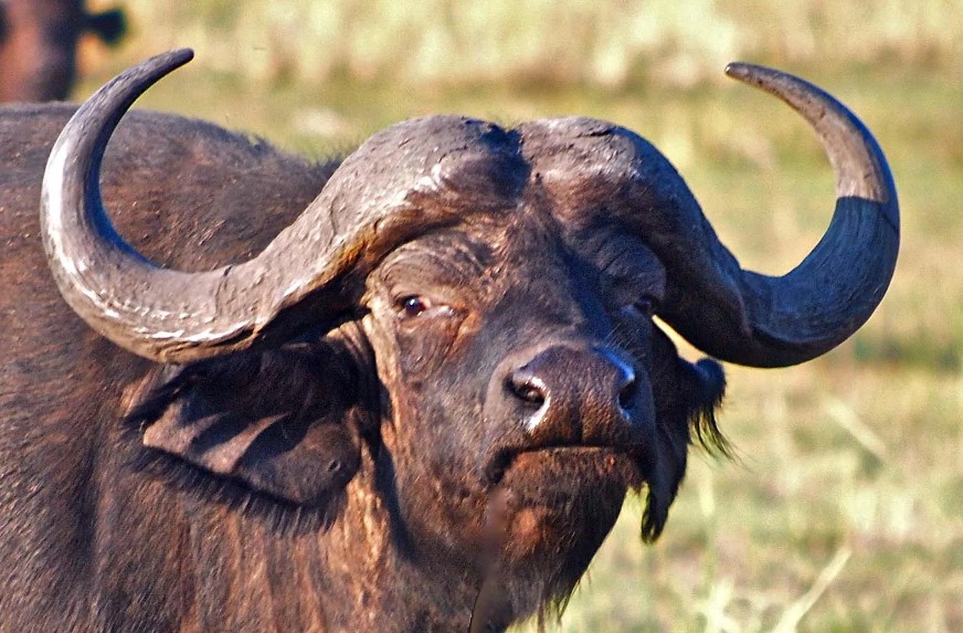 The Life of Buffaloes in Uganda