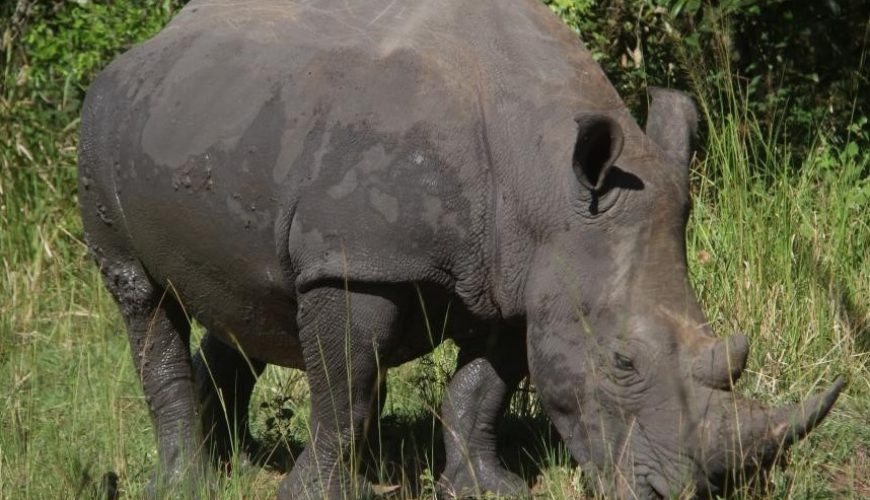 The Magnificent Rhinos of Uganda