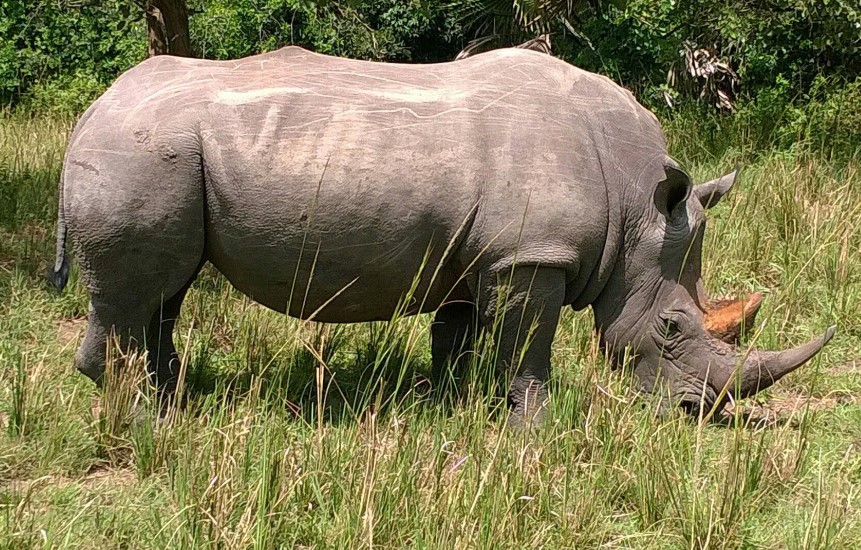 The Magnificent Rhinos of Uganda