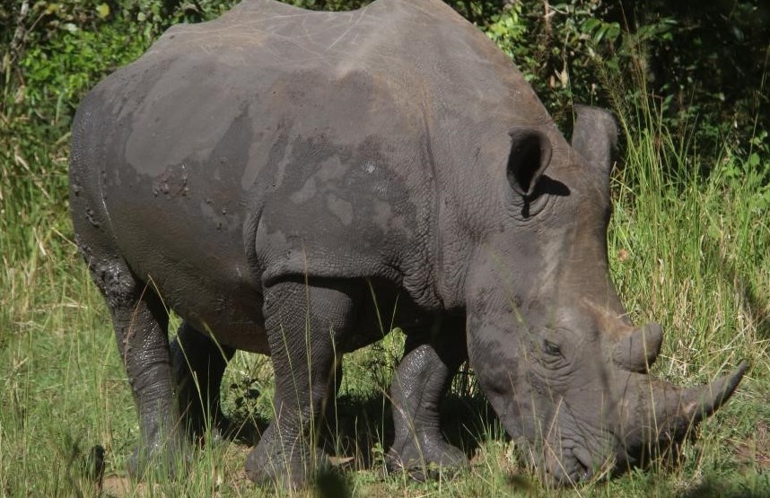 The Magnificent Rhinos of Uganda