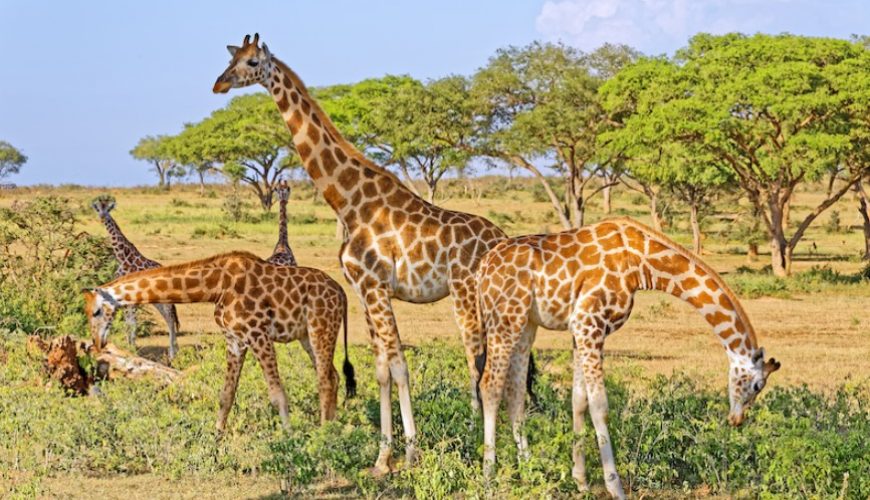 The Majestic Giraffes of Uganda: A Wildlife Marvel