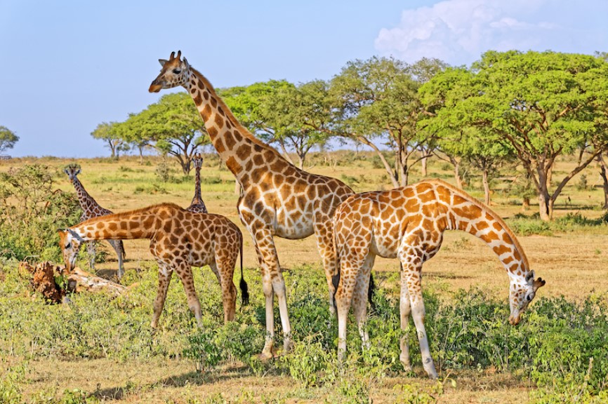 The Majestic Giraffes of Uganda: A Wildlife Marvel