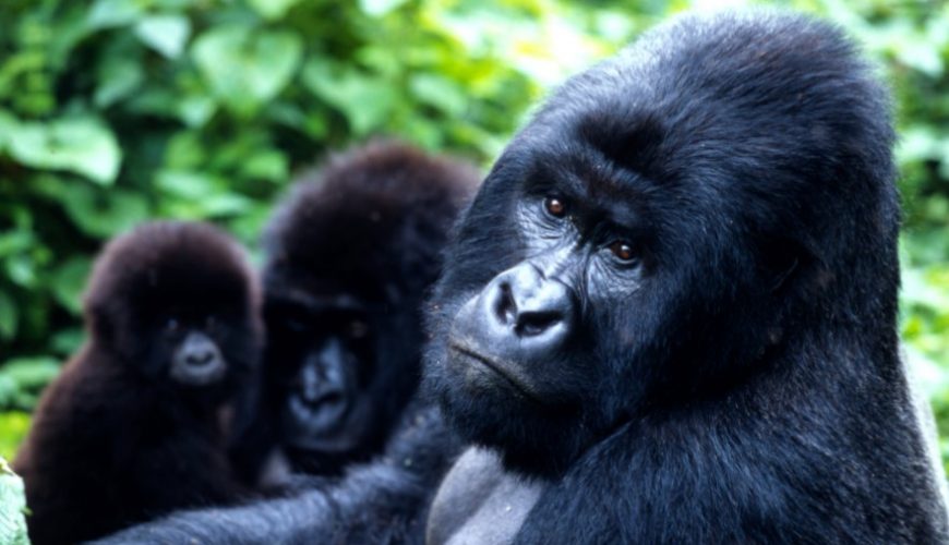 The Majestic Life of Mountain Gorillas in Uganda