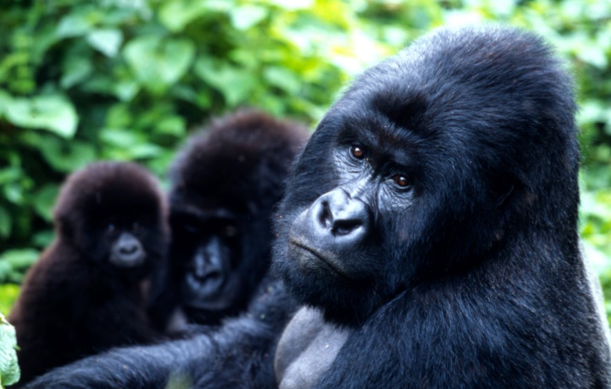 The Majestic Life of Mountain Gorillas in Uganda