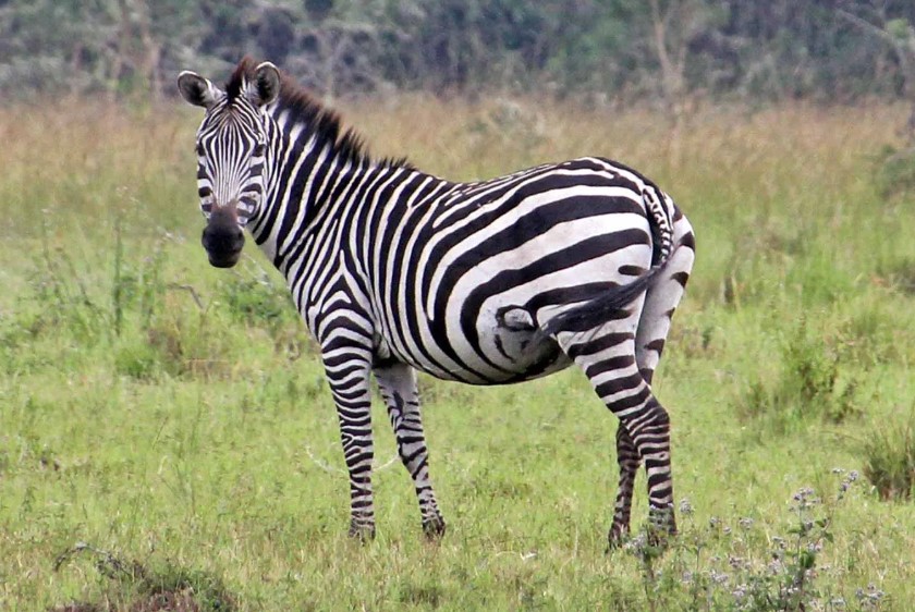 Zebras in Uganda: The Unique Stripes of the Pearl of Africa