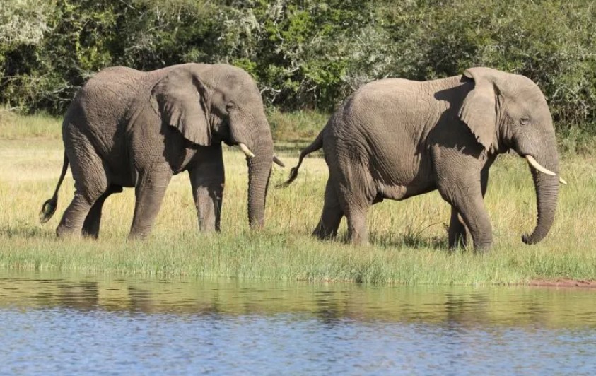 The Magnificent Elephants of Uganda: Guardians of the Savanna