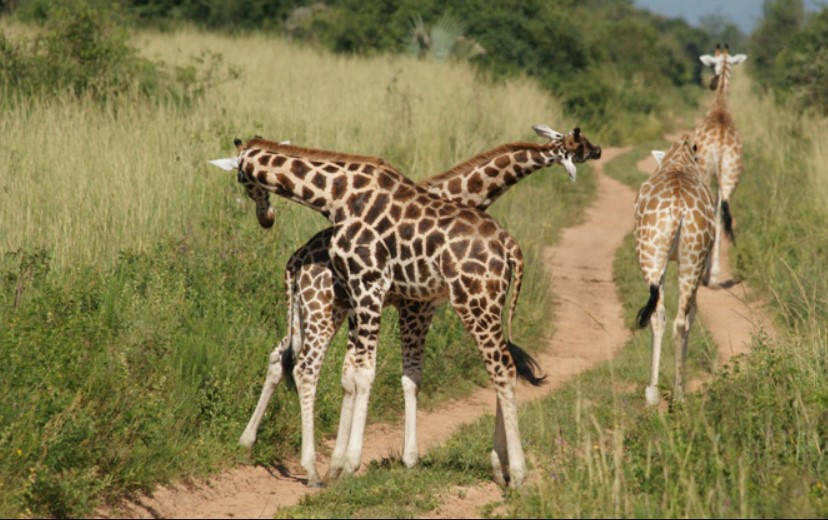 The Majestic Giraffes of Uganda: A Wildlife Marvel