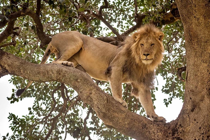 The Magnificent Lions of Uganda: Guardians of the African Savanna