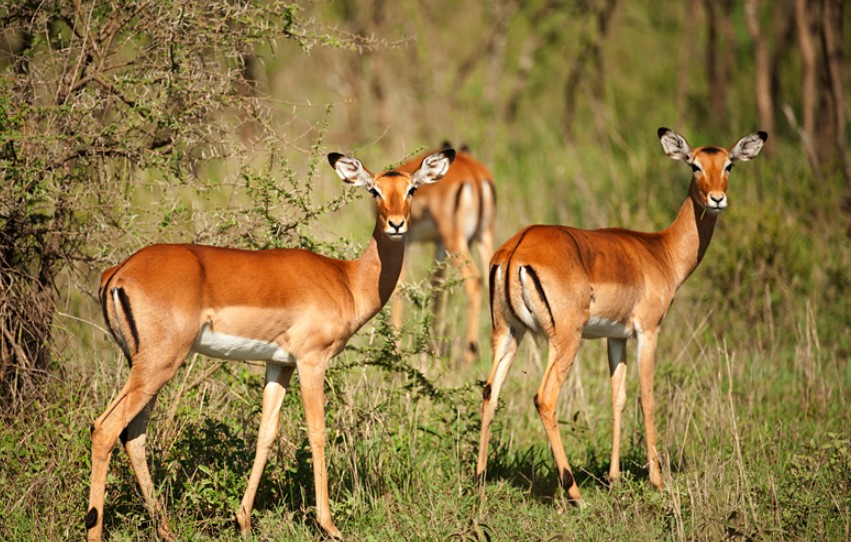 Antelopes in Uganda: Diverse and Majestic Wildlife Heritage