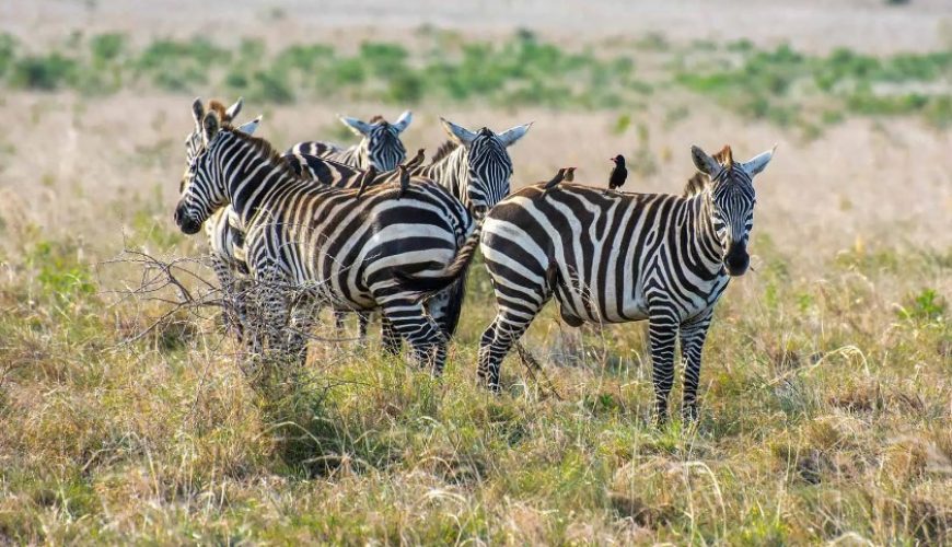 Zebras in Uganda: The Unique Stripes of the Pearl of Africa