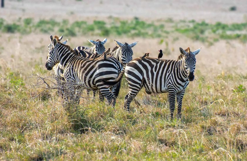 Zebras in Uganda: The Unique Stripes of the Pearl of Africa