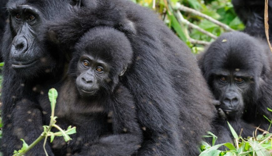 Exploring Uganda: Unveiling the Beauty of Family Tours