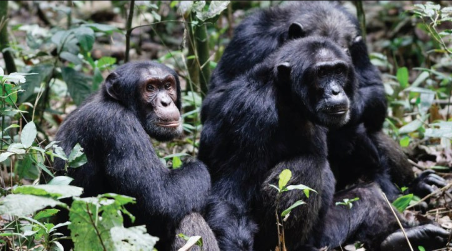  Exploring Uganda: Unveiling the Beauty of Family Tours