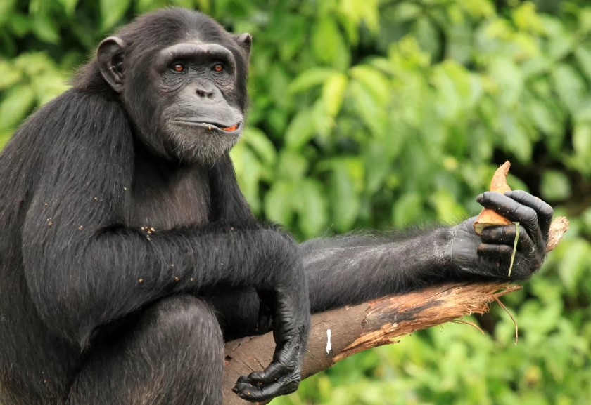 Uganda Primates: Gorillas, Chimpanzees, and Golden Monkeys