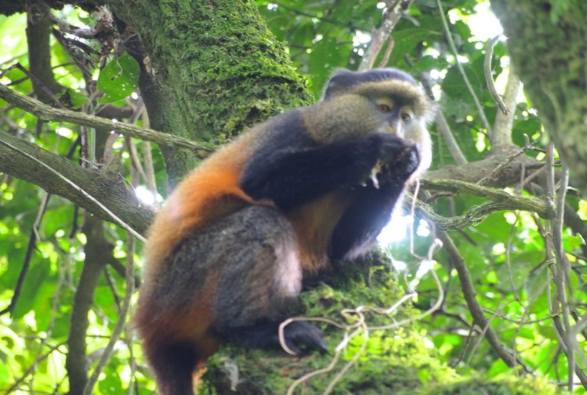 Uganda Primates: Gorillas, Chimpanzees, and Golden Monkeys