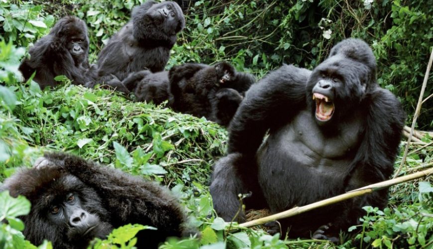 Uganda Primates: Gorillas, Chimpanzees, and Golden Monkeys