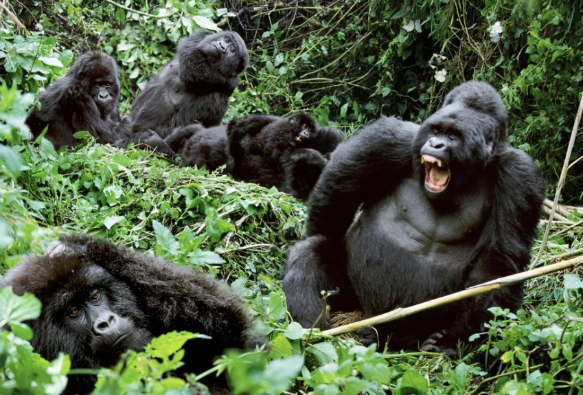 Uganda Primates: Gorillas, Chimpanzees, and Golden Monkeys