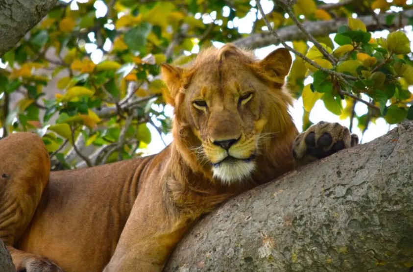 Top Destinations for Wildlife Viewing Safaris In Uganda