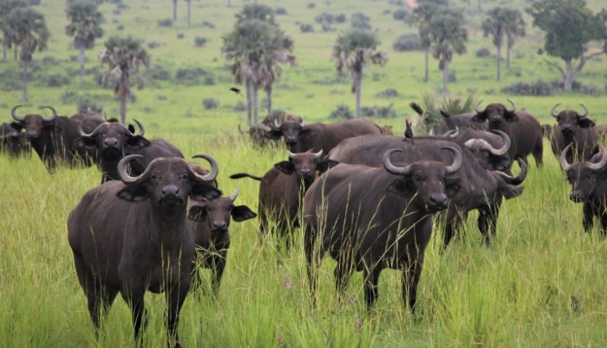 The Majestic Big Five of Queen Elizabeth National Park: A Wildlife Wonderland