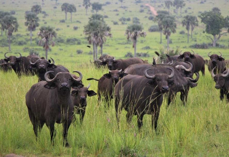 The Majestic Big Five of Queen Elizabeth National Park: A Wildlife Wonderland