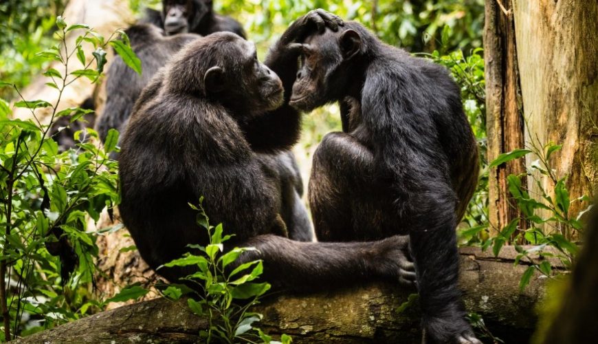 Uganda's Flora and Fauna: A Biodiversity Haven in East Africa