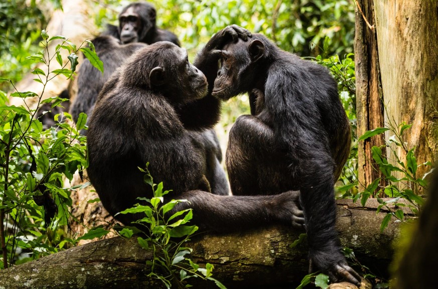 Uganda's Flora and Fauna: A Biodiversity Haven in East Africa