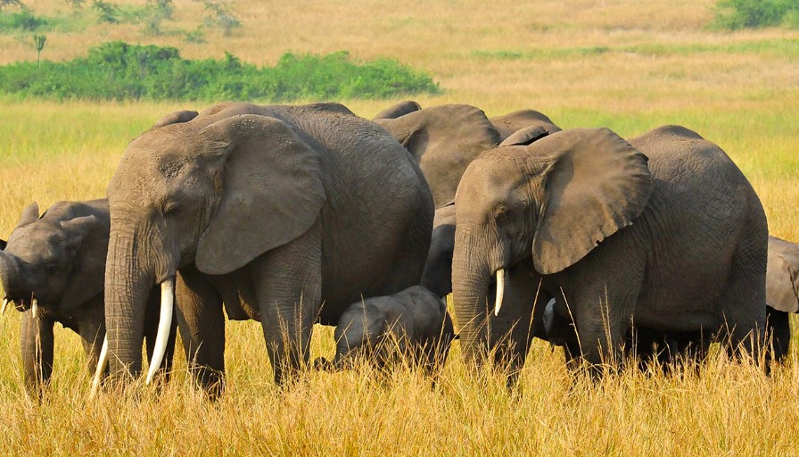 The Majestic Big Five of Queen Elizabeth National Park: A Wildlife Wonderland