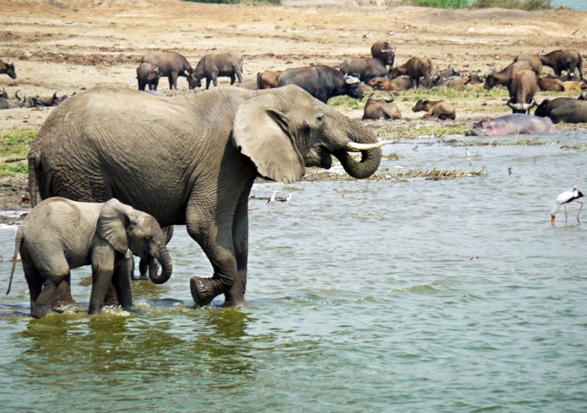 Uganda safari and excursionists