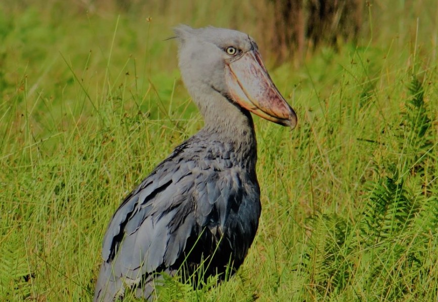 Discovering the Wild Heart of Africa: Uganda Safari Holidays