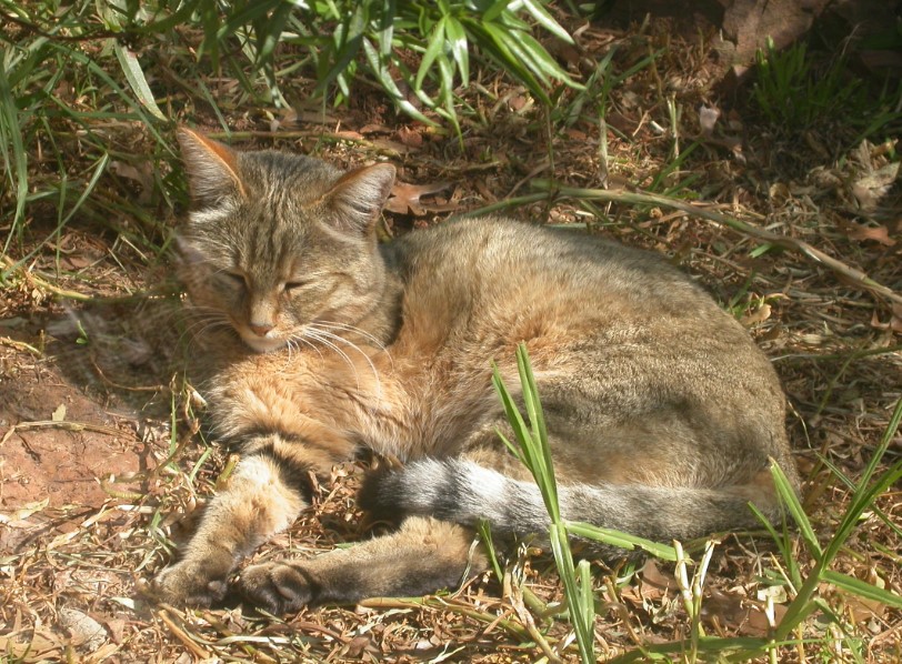 The Feline Royalty of Uganda: Exploring the Cat Family