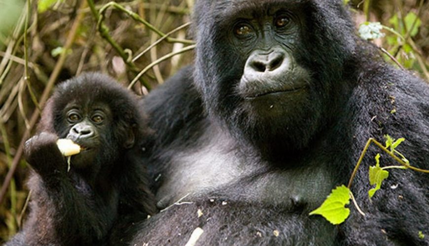 Exploring the Wonders of Uganda Tourism