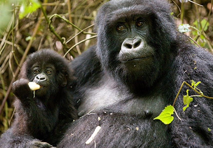 Exploring the Wonders of Uganda Tourism