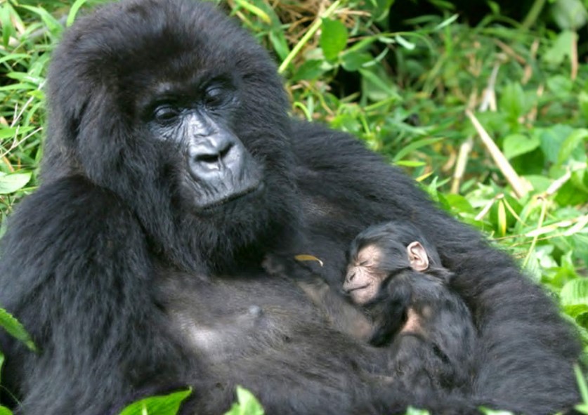 Planning a Memorable Gorilla Safari for Elderly Adventurers