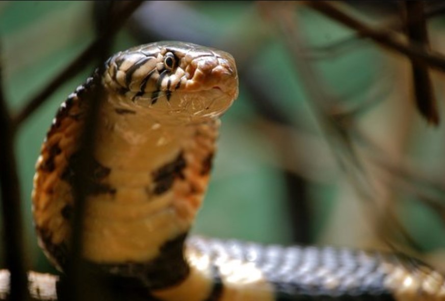 Reptiles of Uganda: A Diverse and Enigmatic World