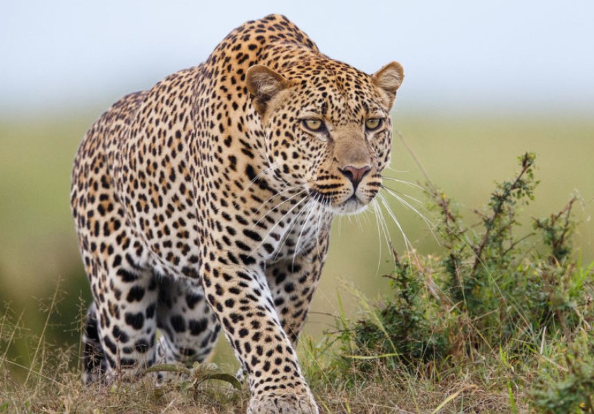 The Feline Royalty of Uganda: Exploring the Cat Family