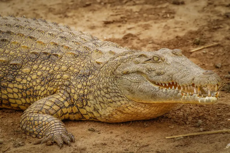 Reptiles of Uganda: A Diverse and Enigmatic World