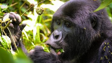 Planning a Memorable Gorilla Safari for Elderly Adventurers