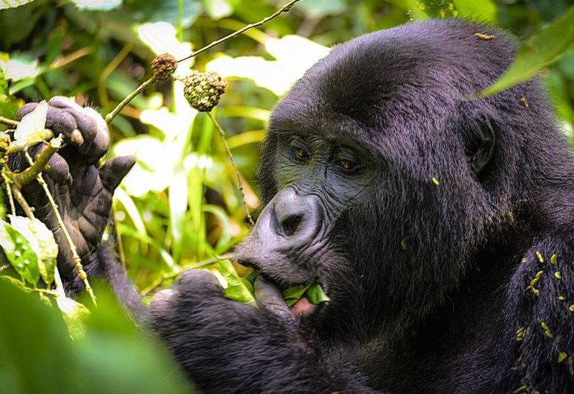 Planning a Memorable Gorilla Safari for Elderly Adventurers