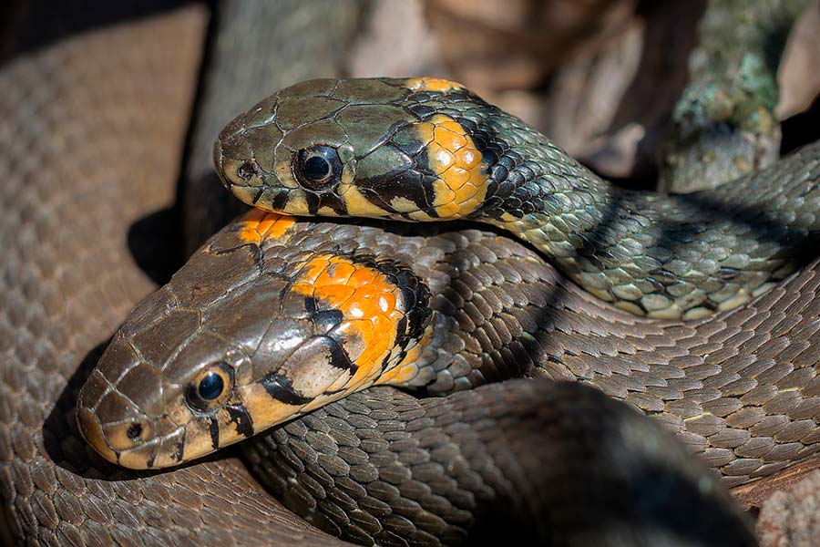 Reptiles of Uganda: A Diverse and Enigmatic World