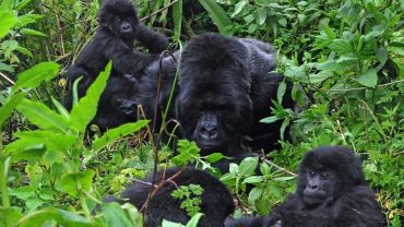 Panning A Gorilla Habituation Experience For Easter Holidays In Uganda