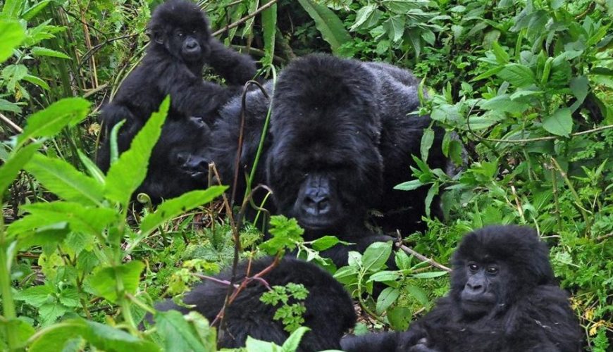 Panning A Gorilla Habituation Experience For Easter Holidays In Uganda