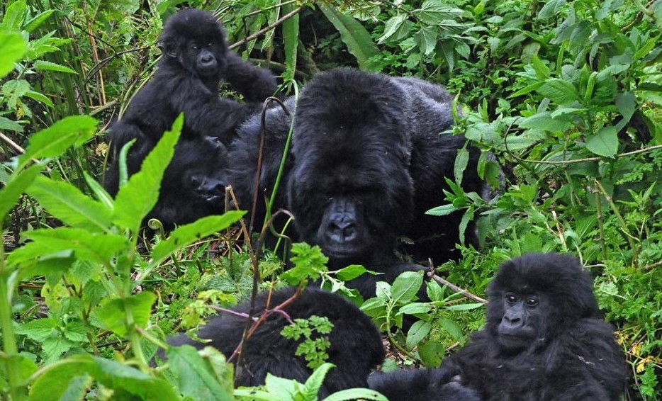 Panning A Gorilla Habituation Experience For Easter Holidays In Uganda