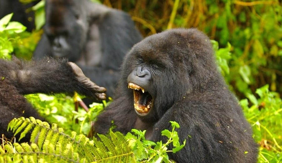 Panning A Gorilla Habituation Experience For Easter Holidays In Uganda