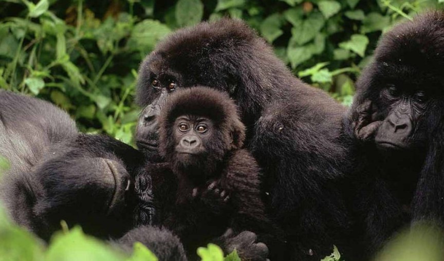 Starting Points For Gorilla Tracking In Bwindi Impenetrable National Park