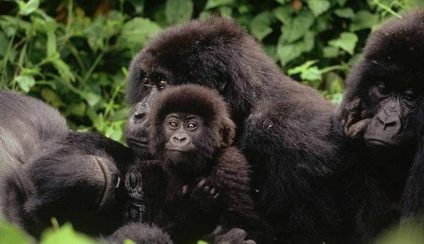 Starting Points For Gorilla Tracking In Bwindi Impenetrable National Park