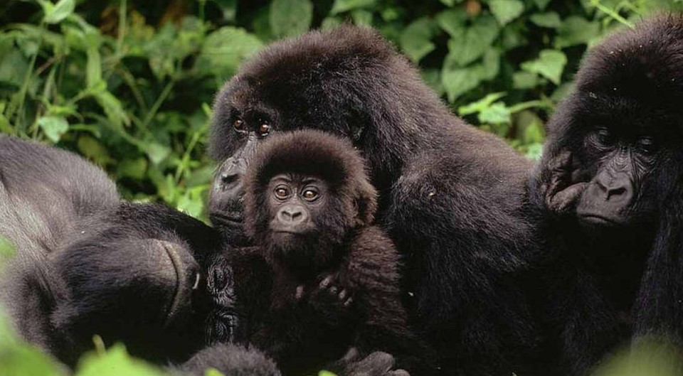 Starting Points For Gorilla Tracking In Bwindi Impenetrable National Park